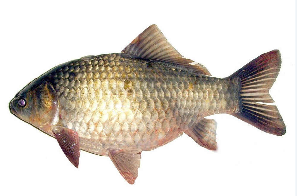 鯽魚